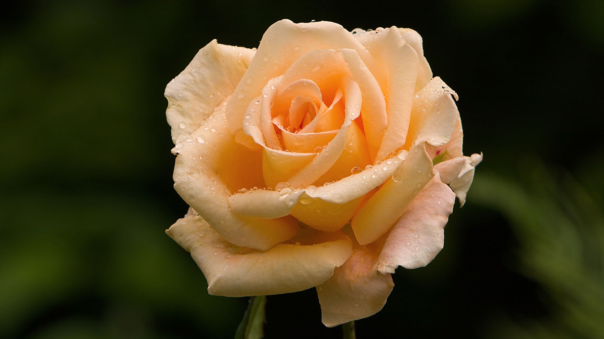 Quality Rose / Sunflower / Carnation 3D Lenticular Postcards Moving Pictures 3D for sale