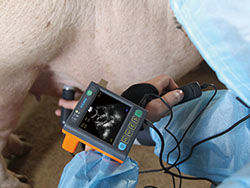 Digital Medical Veterinary Ultrasound Scanner With 3.5 Inch Screen And Frequency of Porbe 2.5M, 3.5M