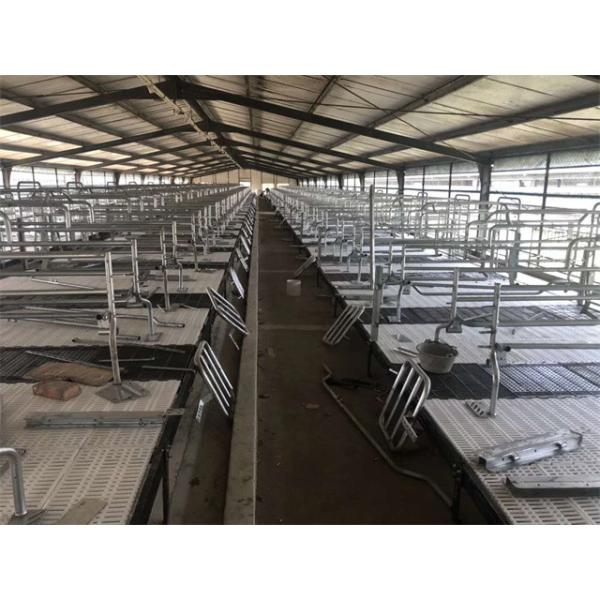Cast Iron Floor Sow Farrowing Crate 2.5mm Thickness HI HOPE