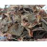 Dried plants of Anoectochilus roburghii Anoectochilus roxburghii Wall Lindl Jin xian lian for sale