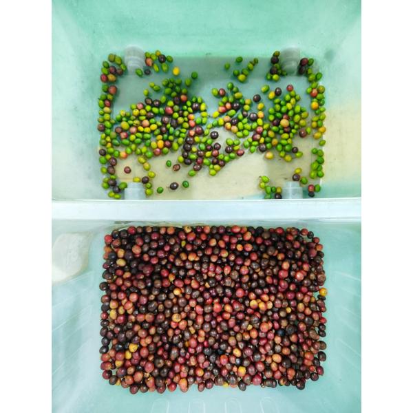 Wenyao Intelligent Optical Coffee Cherry Color Sorter Cocoa Beans Sorting Machine Coffee Bean Color Sorter