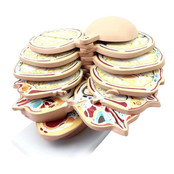 Buy horizontal section of brain nerve function medical brain tomography 12-slice head anatomical model at wholesale prices