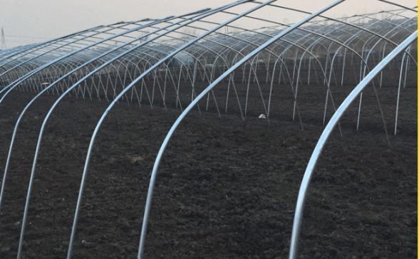 Small Area Single Tunnel Greenhouse Easy Install For Nursery / Flower Farming