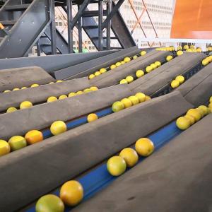 Quality High Accurate Orange Sorting Machine Functioned Grading Sizing And Weighing for sale