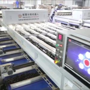 Quality Experience Enhanced Efficiency with Our AI Powered, High Capacity, 304 Stainless Steel Chestnut Sorting Machine Featuring 8 Lanes + 8 Outlets for for sale