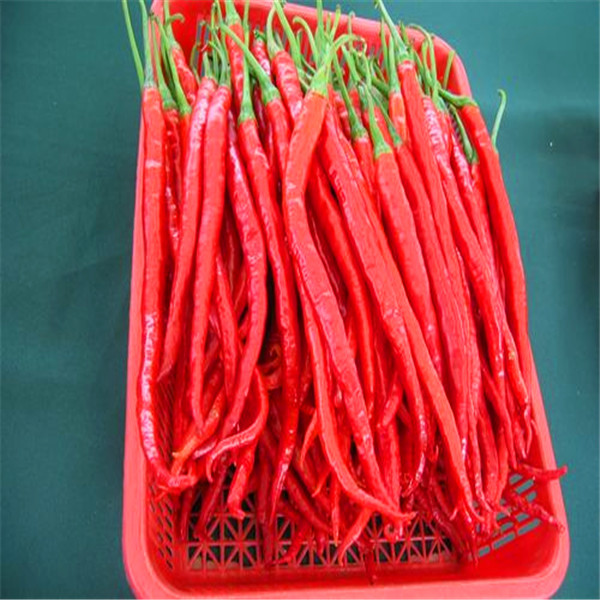 Anhydrous Xian Chilli Edible Dehydrating Cayenne Peppers Stemmed