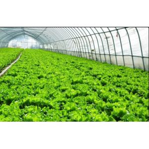 Anti Fungus Agriculture Insect Net UV Resistant HDPE 5000S