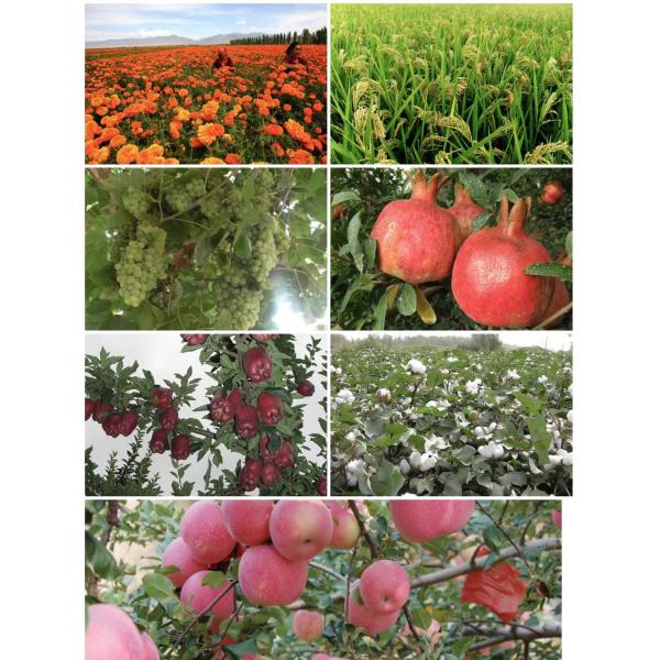 Agro Nitrogen Bulk Blended Fertilizers Organic NPK 26-8-8