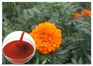 Quality Tagetes Erecta Flower Natural Flower Extracts Powder Preventing Eye Health for sale
