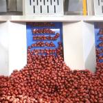 Smart Machines Sort All Kinds Of Dates 12 Lanes Dates Sorting Machine