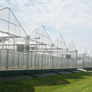 Quality Industrial Polycarbonate Sheet Greenhouse Multi Span 8mm PC Panels For Flower for sale