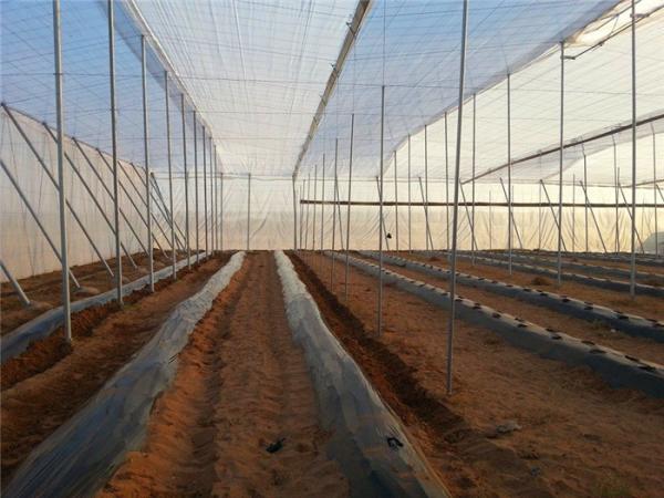 Buy Nets And Crop Covers, Bird Control Net, Strong Polyethylene Fabrics, Pest Netting Fabrics at wholesale prices
