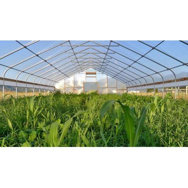 Small Size Single Tunnel Greenhouse Galvanized Tube Frame Span Width 6 / 8 / 10m
