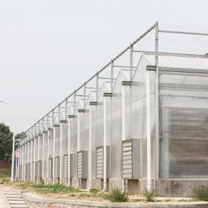 Quality Agriculture Hydroponic System Polycarbonate Sheet Greenhouse Multi Span 30 X 100 for sale
