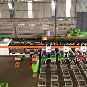 Quality AI Deep Learning Orange Sorting Machine Ensures High Accuracy Highh Efficiency In Grading for sale