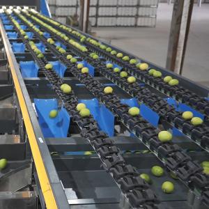 China Automatic PLC Control Fruit Sorting Machine For Lemons Sorting on sale