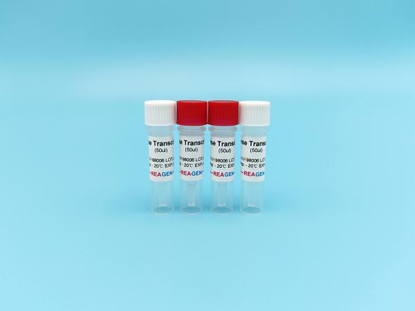 Buy Reverse Transcriptase M-MLV RT Feline Pestivirus Antigen Rapid Test Kit at wholesale prices