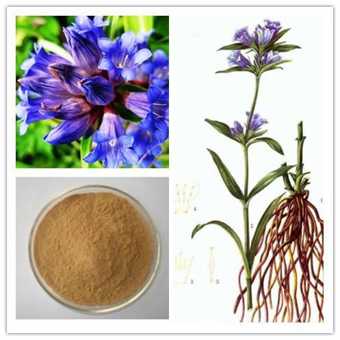 Buy 5:1 Natural Gentian Root Powder Extract Gentiopicroside For Beverage at wholesale prices