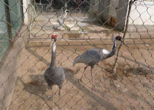 Buy SS Flexible Rope Aviary Wire Netting , Wire Mesh For Aviary Building at wholesale prices