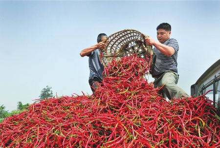 Stemless Erjingtiao Dried Chilis Sterilized Whole Chillies Pungent