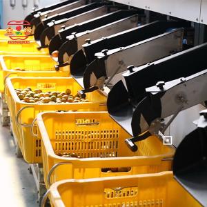 Quality Automatic Kumquat Fruit Sorting Machine With PLC Control And 99.9% Accuracy for sale