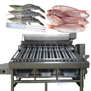 Quality automatic fish grading machine sorting machine fish size grading machine for sale
