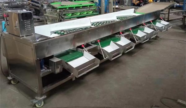 Buy apple grading machine, tomato sorting machine, garlic sorting machine at wholesale prices