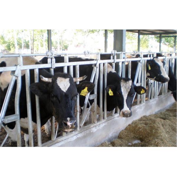 50*40*3mm Square Tube Cow Headlock 0.9m High ABS PP Steel For Horse Stable