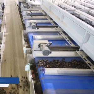 Multiple Lanes High Resolution Camera Chestnut Sorting Machine With High Efficiency And Accuracy