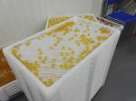 Vegetable Gelatin Soft Capsule Automatic Vgel Encapsulation Machine With Servo