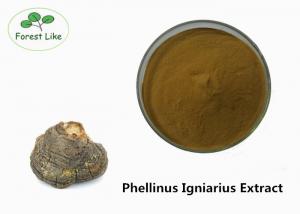 China Anti - inflammation Mushroom Extract Phellinus Igniarius Powder 1% Triterpene on sale