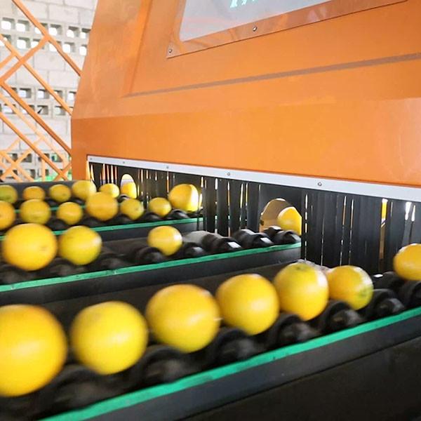 360 Degree Rotational Scanning Orange Sorting Machine With High Accuracy In