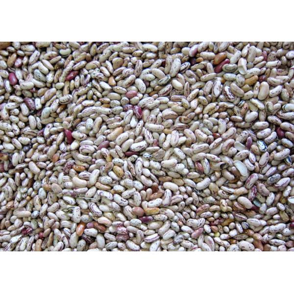 Hons Quadruple Chutes S4 light Speckled kidney bean Color Sorter With RGB Camera