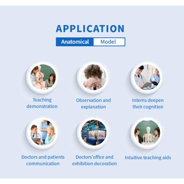 VIC-109 Medical Anatomical Shoulder Model / Shoulder Joint Model Labeled