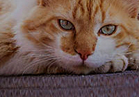 MEOW LOVE PET Wear-Resistant Environmental Protection Round Cat Nest Type Cat Scratch Board