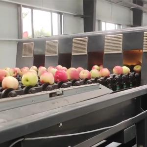 Quality 380V Large Output Intelligent Mechanical Apple Sorting And Grading Machine 6 Channels for sale