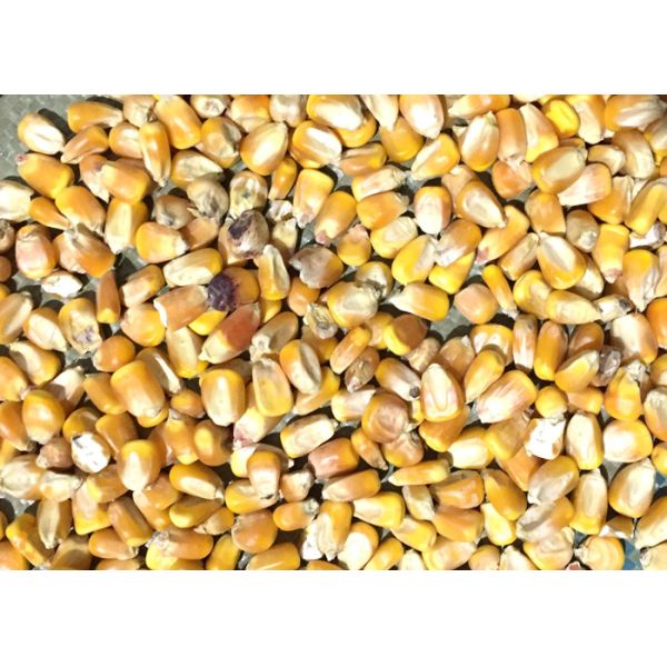 S8 Intelligent Mutiple Fuction Corn CCD Color Sorter With Stable Vibrator