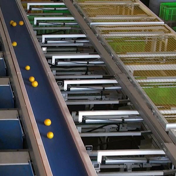 Customizable Citrus Grading Orange Sorting Machine With 6-12 Tons Hourly