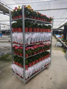 Quality Grow Seeding HDG Danish Flower Trolley W565mm House Plant Shelves for sale