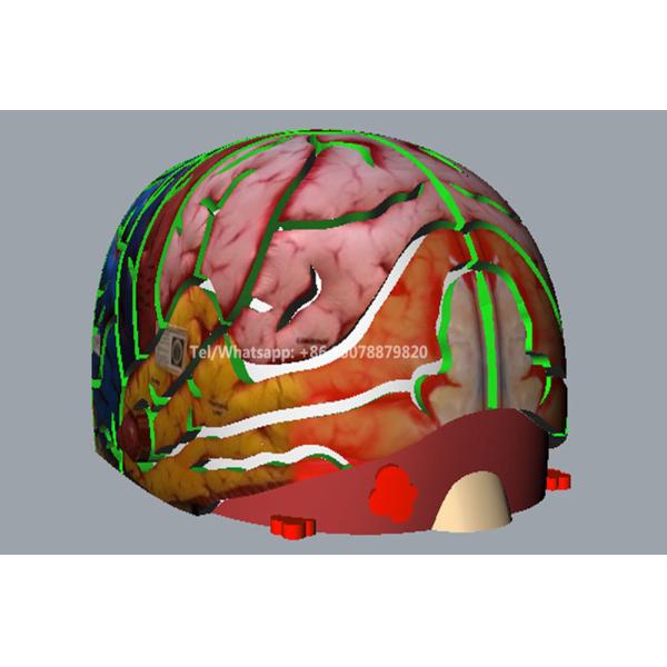 Inflatable Mega Brain Model Organs Exhibition Giant Human Big Brain Tent