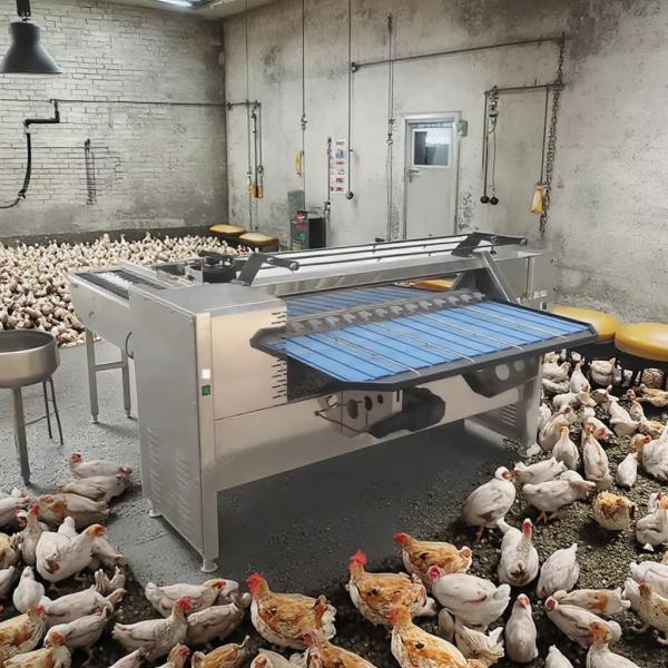 Buy Egg Sorting Grading Machinery Egg Sorting And Washing Machine Egg Sorter Machine at wholesale prices