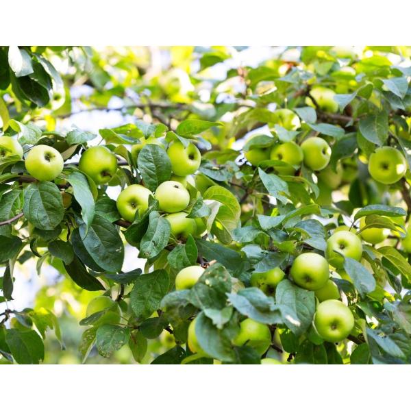 Agro Nitrogen Bulk Blended Fertilizers Organic NPK 26-8-8