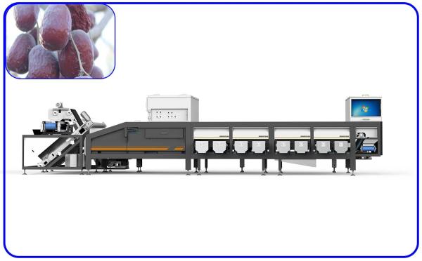 Buy Artificial Intelligence Sorting Equipment 12 Lanes Dates Sorting Machine at wholesale prices