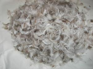 Quality Grey Duck Feather High Cleanliness Quilt Filling Material for Down Jacket or Down Pillow for sale