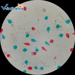 Quality Laboratory Teaching Protozoa Algae 20pcs Microscope Glass Slides for sale