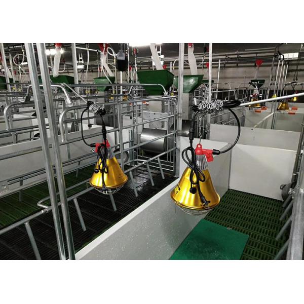 Pig Farming Swine Sow Farrowing Crate Anti Rust Easy Installation