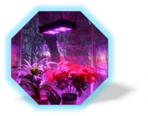 Quality Beam Angle 90° 120° Indoor LED Grow Light Aluminum Alloy Lamp Body Material for sale