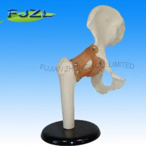 China life size medical teaching deluxe functional hip joint model on sale
