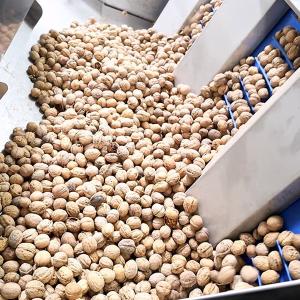 Quality 2 Tons Automatic Feeding Walnut Shelling Machine Featured Kernel Shell Separation for sale