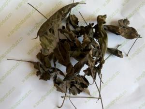 Quality Vitex negundo L stems and leaves for tea and Chinese herb Huang jing Ye for sale